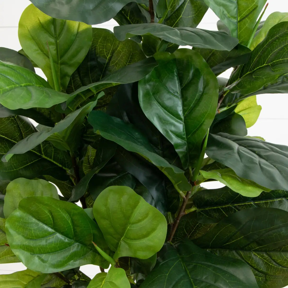 64” Fiddle Leaf Artificial Tree (Real Touch) - Nearly Natural
