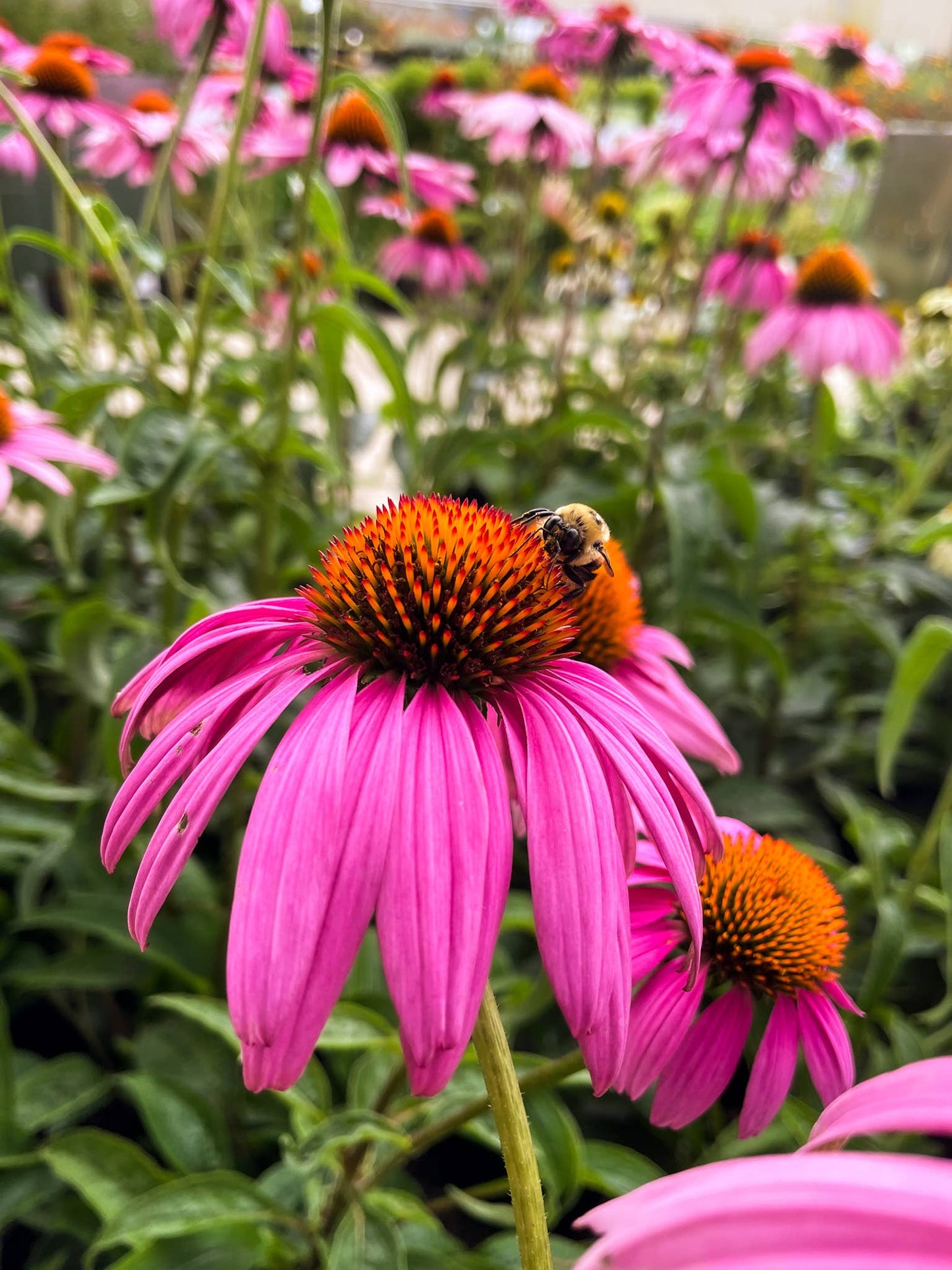 Semillas de flores silvestres de Honeybee Garden