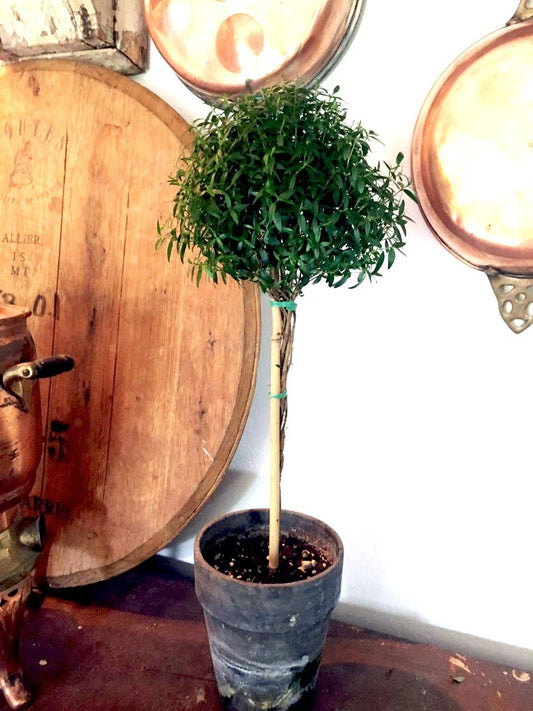 Myrtle Topiary - Single Ball - Live Plant