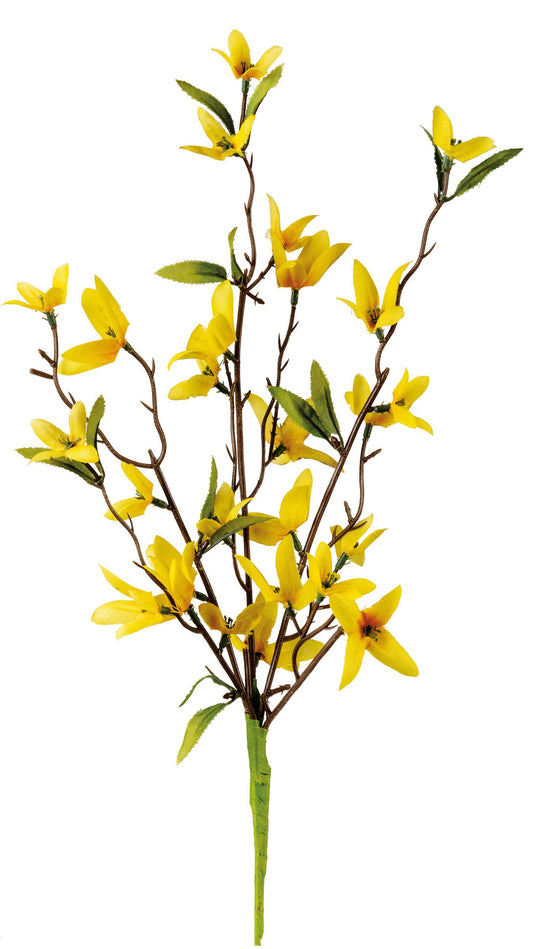 Choix de fleurs de forsythia