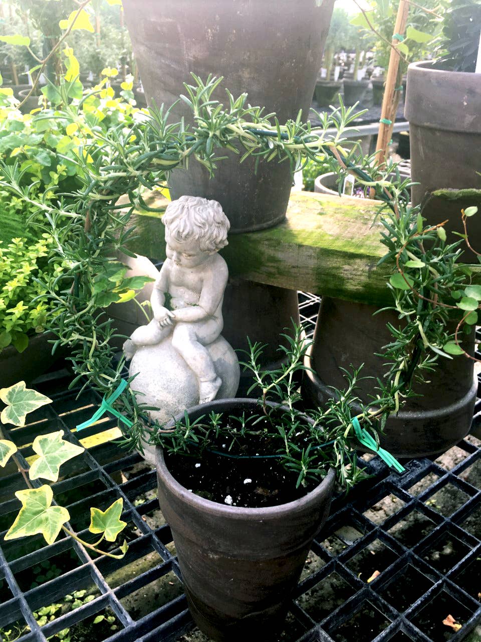 Rosemary Topiary Ring - Live Plant