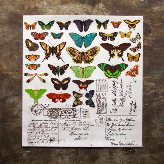 Butterflies - Color Transfer - 24” x 22” - Amy Howard At Home