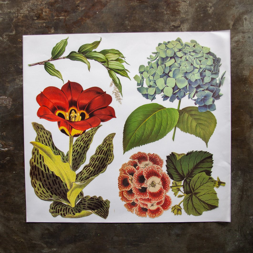 Flowers - Hydrangea - Color Transfer - 24” x 22” - Amy Howard At Home