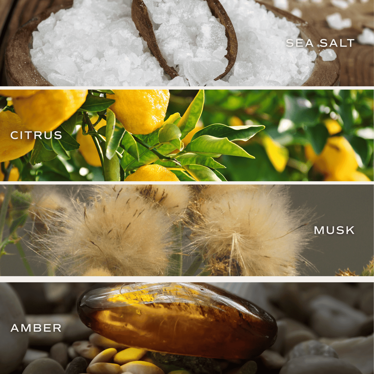 Salt and Sea Hanging Air Freshener