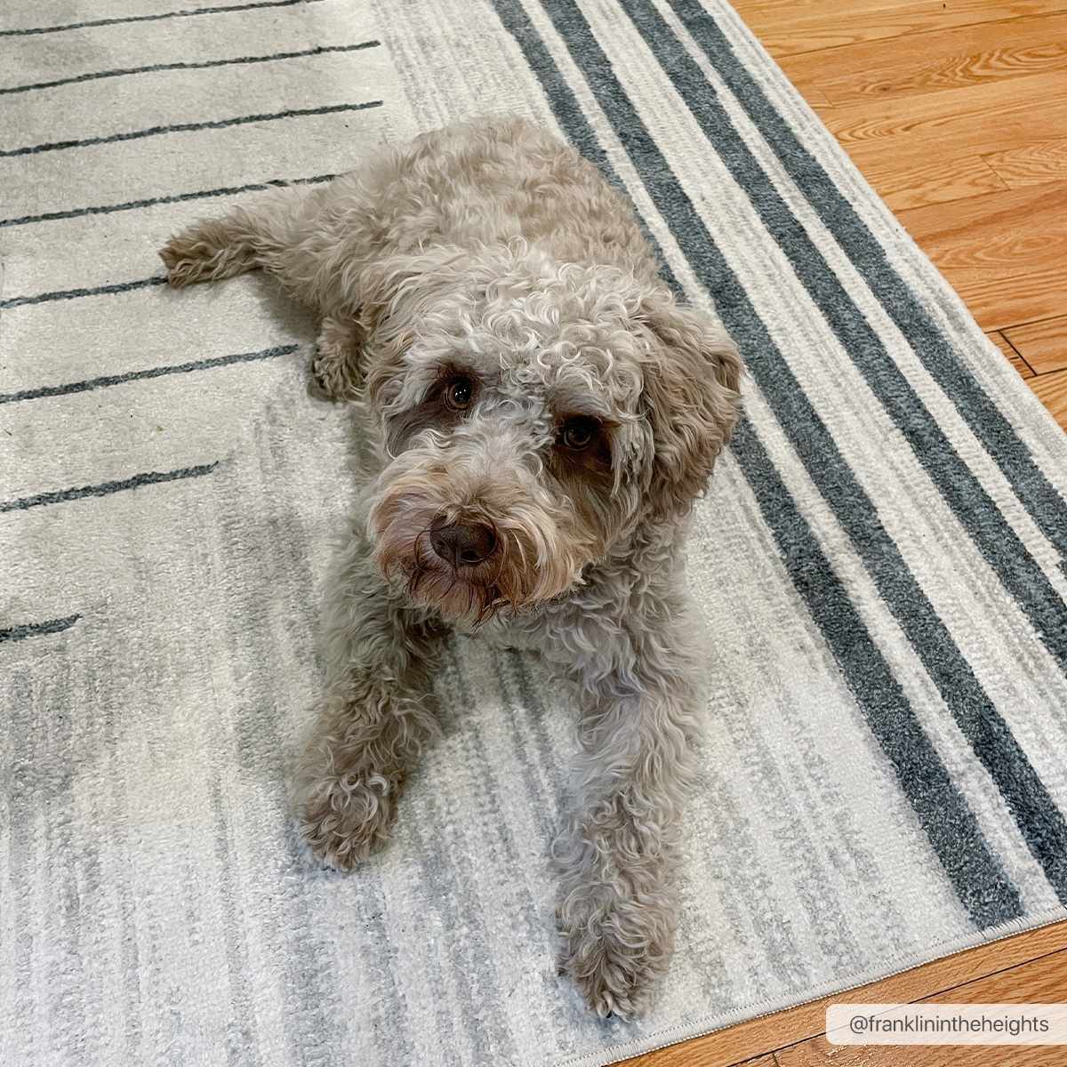 Thad Washable Area Rug - Boutique Rugs