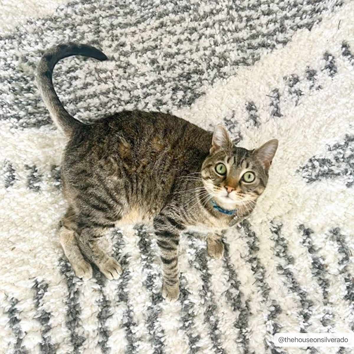 Trunding Plush Area Rug - Boutique Rugs