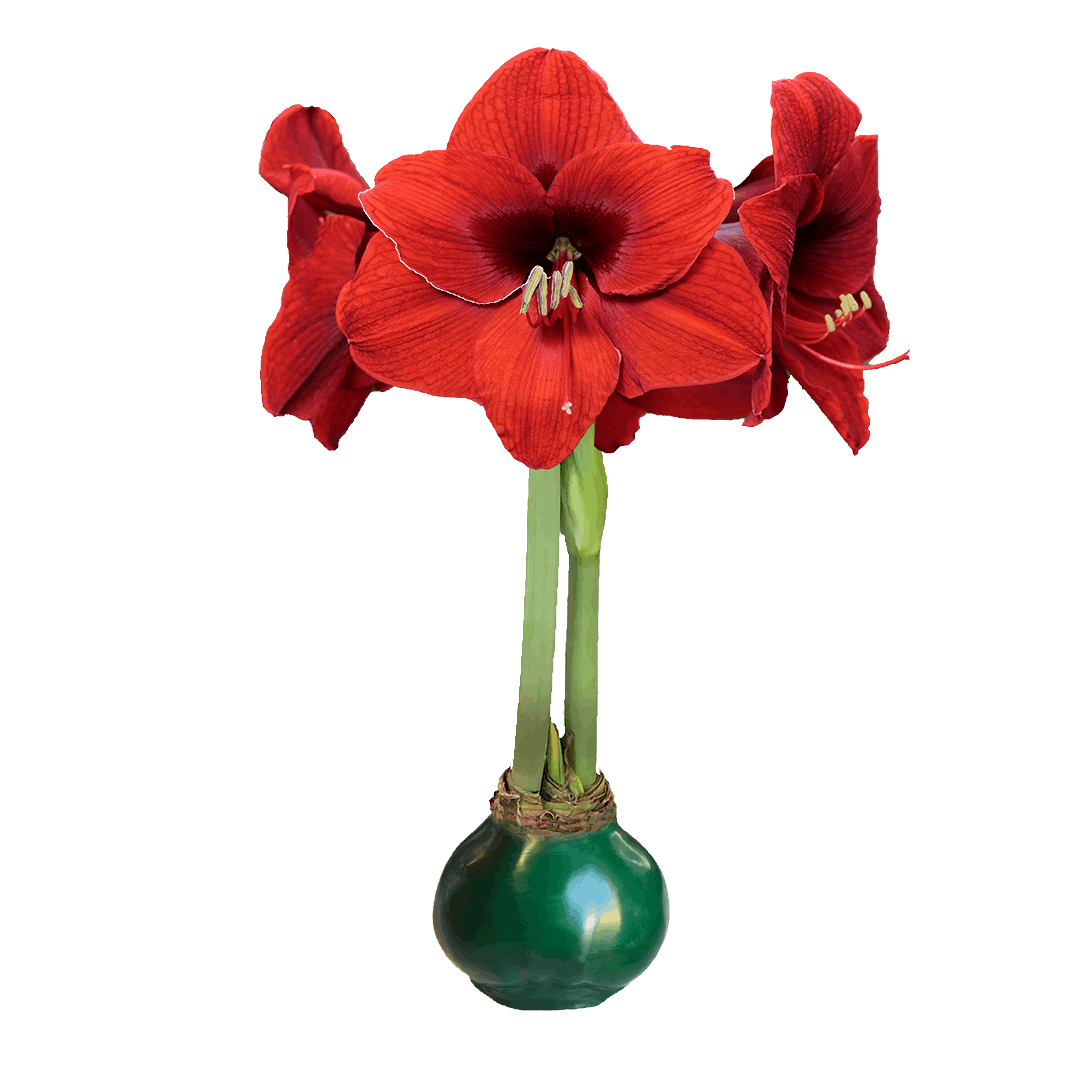 Red Amaryllis Bulb with Green Wax Base - Let ’Em Bloom