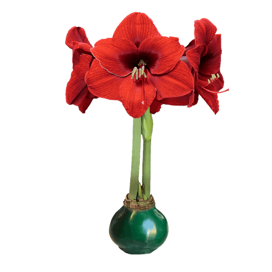Red Amaryllis Bulb with Green Wax Base