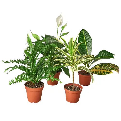 Air Purifying Plants - Variety Bundle - 3’’ Pots - House Plant Shop