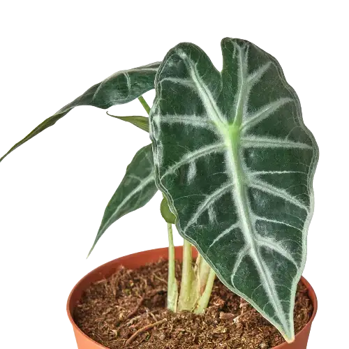 Alocasia Amazonica ’Bambino’ - House Plant Shop