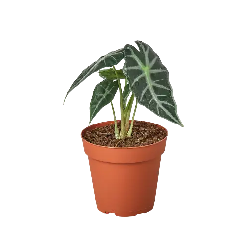 Alocasia Amazonica ’Bambino’ - House Plant Shop