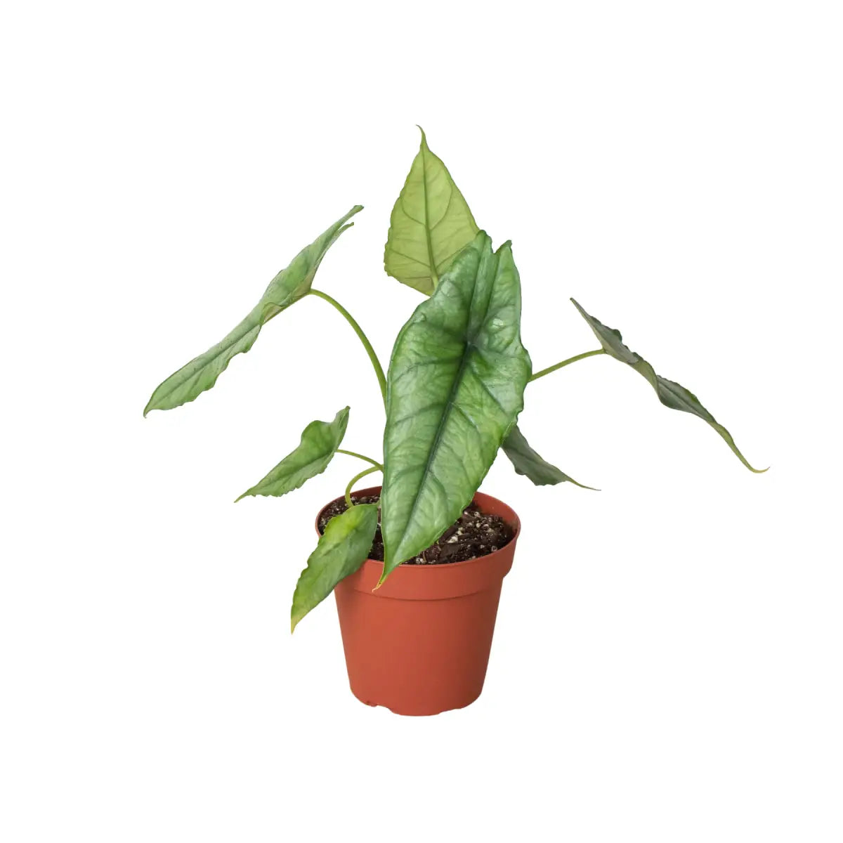 Alocasia Plant - ’Dragons Breath’ - House Plant Shop