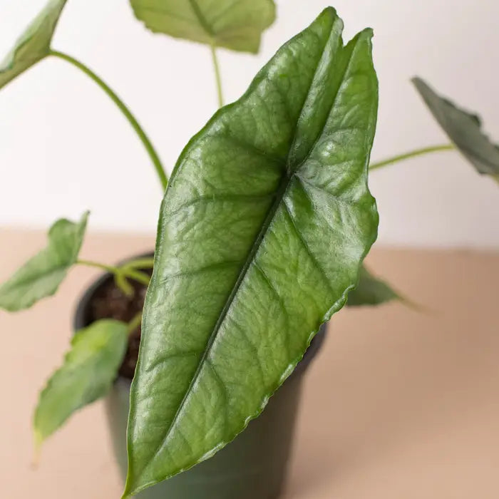 Alocasia Plant - ’Dragons Breath’ - 4’’ Pot - House Plant Shop