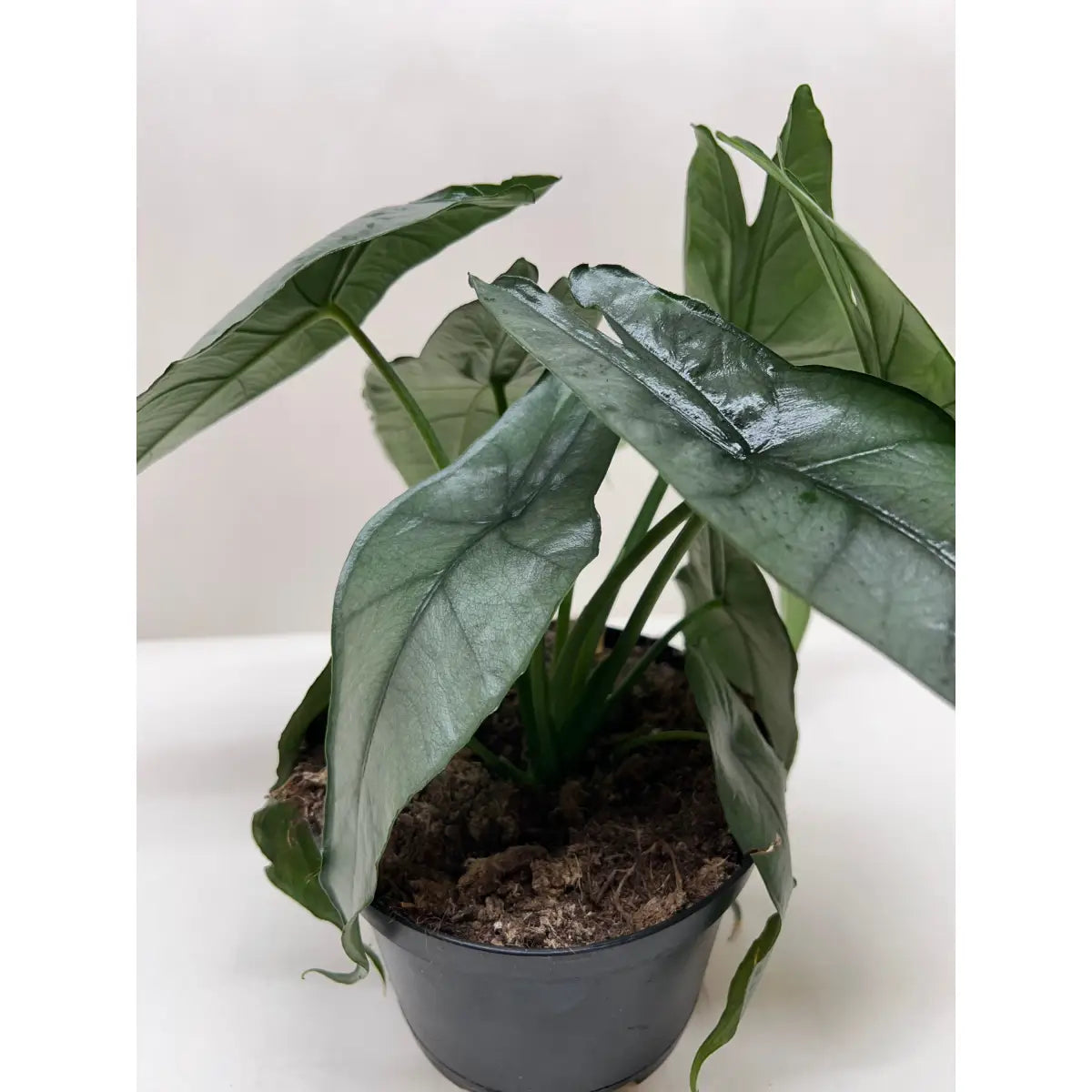 Alocasia Plant - ’Dragons Breath’ - House Plant Shop