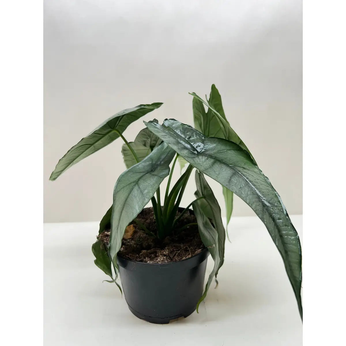 Alocasia Plant - ’Dragons Breath’ - House Plant Shop
