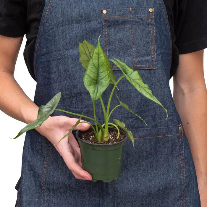 Alocasia Plant - ’Dragons Breath’ - House Plant Shop