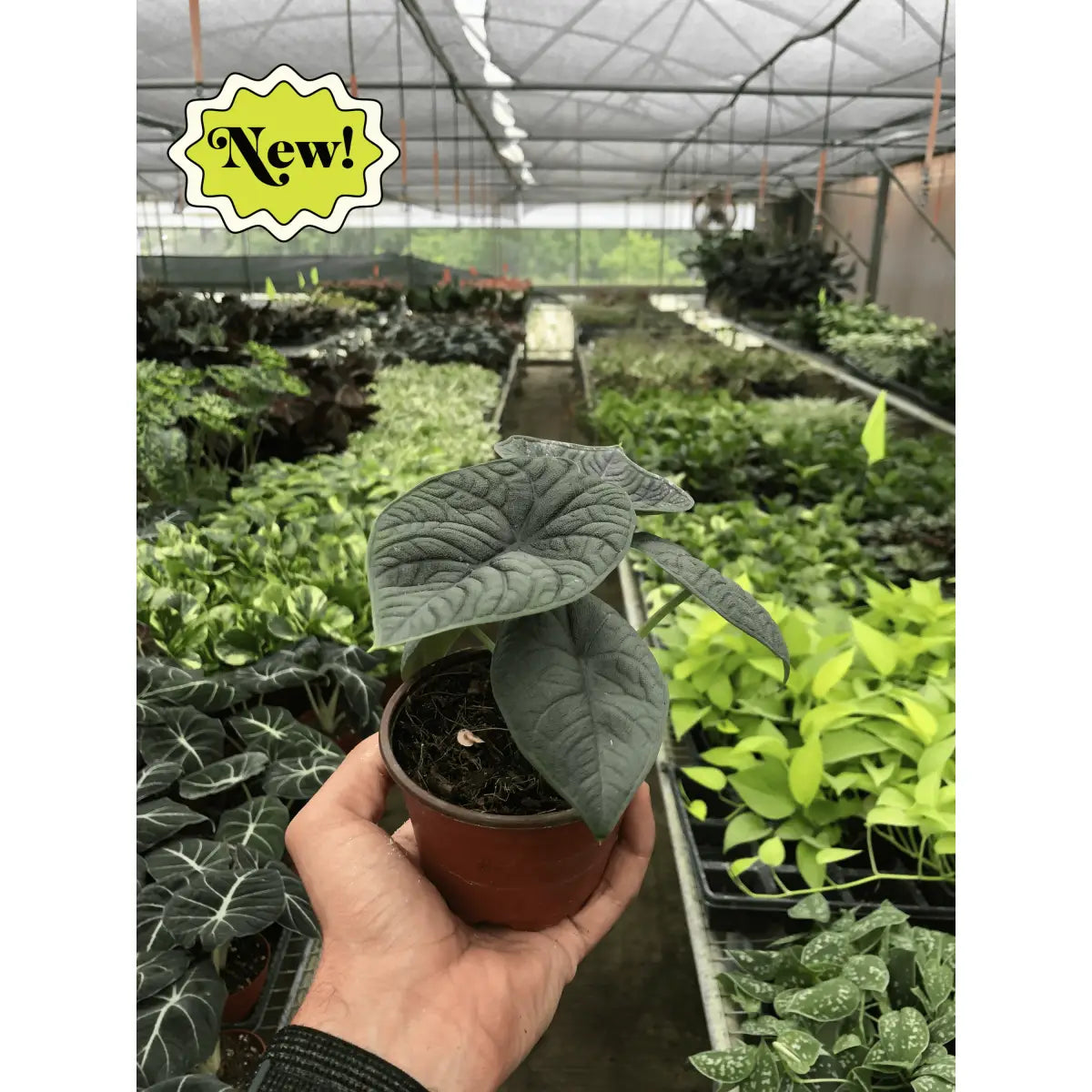 Alocasia Plant - ’Melo’ - 4’’ Pot - House Plant Shop