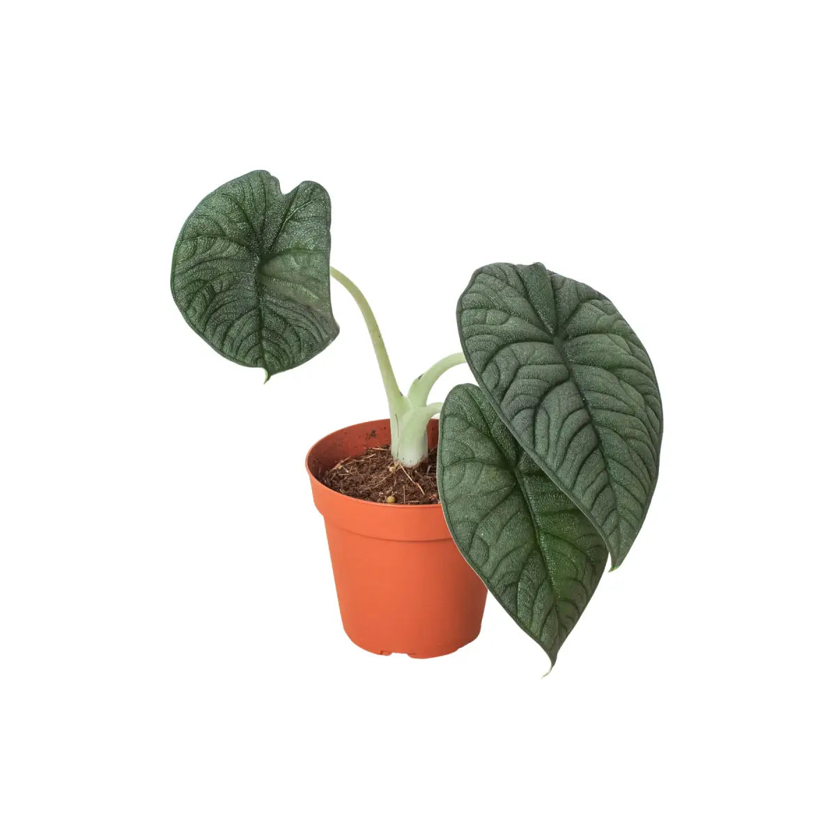 Alocasia Plant - ’Melo’ - 4’’ Pot - House Plant Shop