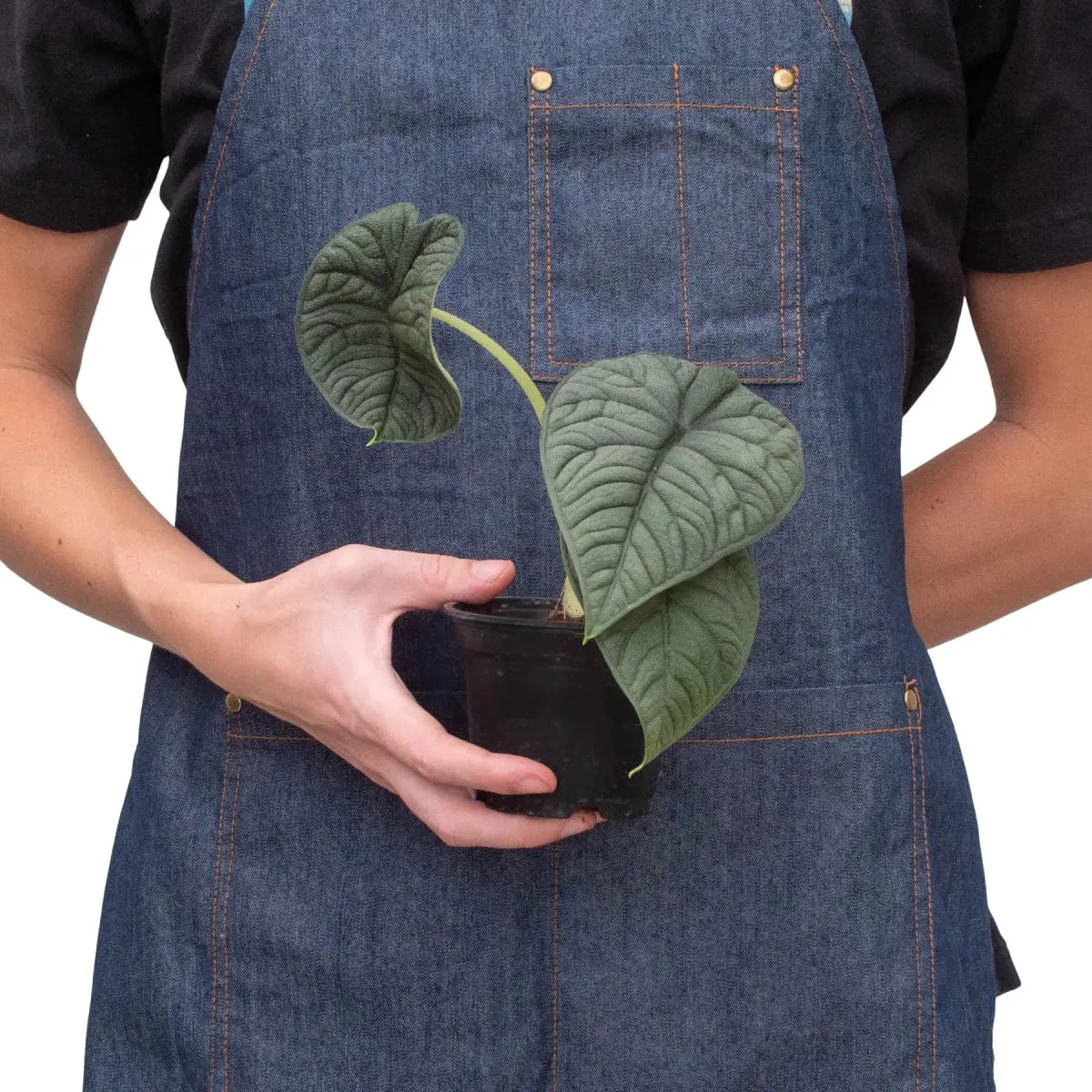 Alocasia Plant - ’Melo’ - 4’’ Pot - House Plant Shop