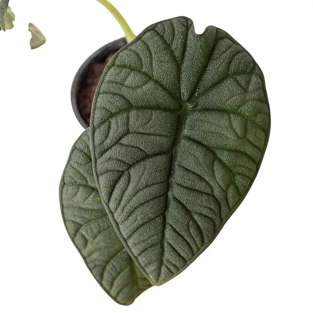 Alocasia Plant - ’Melo’ - 4’’ Pot - House Plant Shop