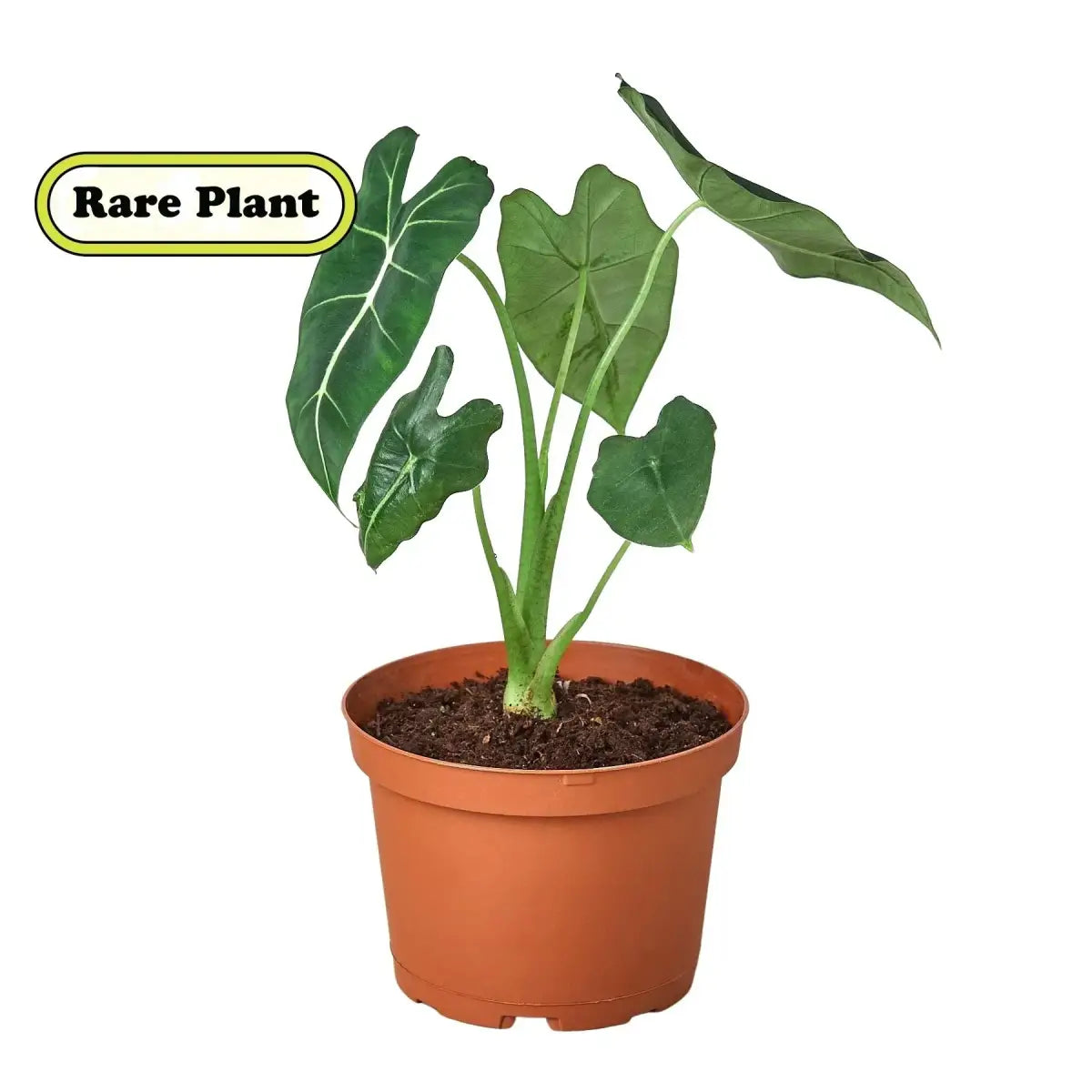 Alocasia Plant - Micholitziana ’Frydek’ - House Plant Shop