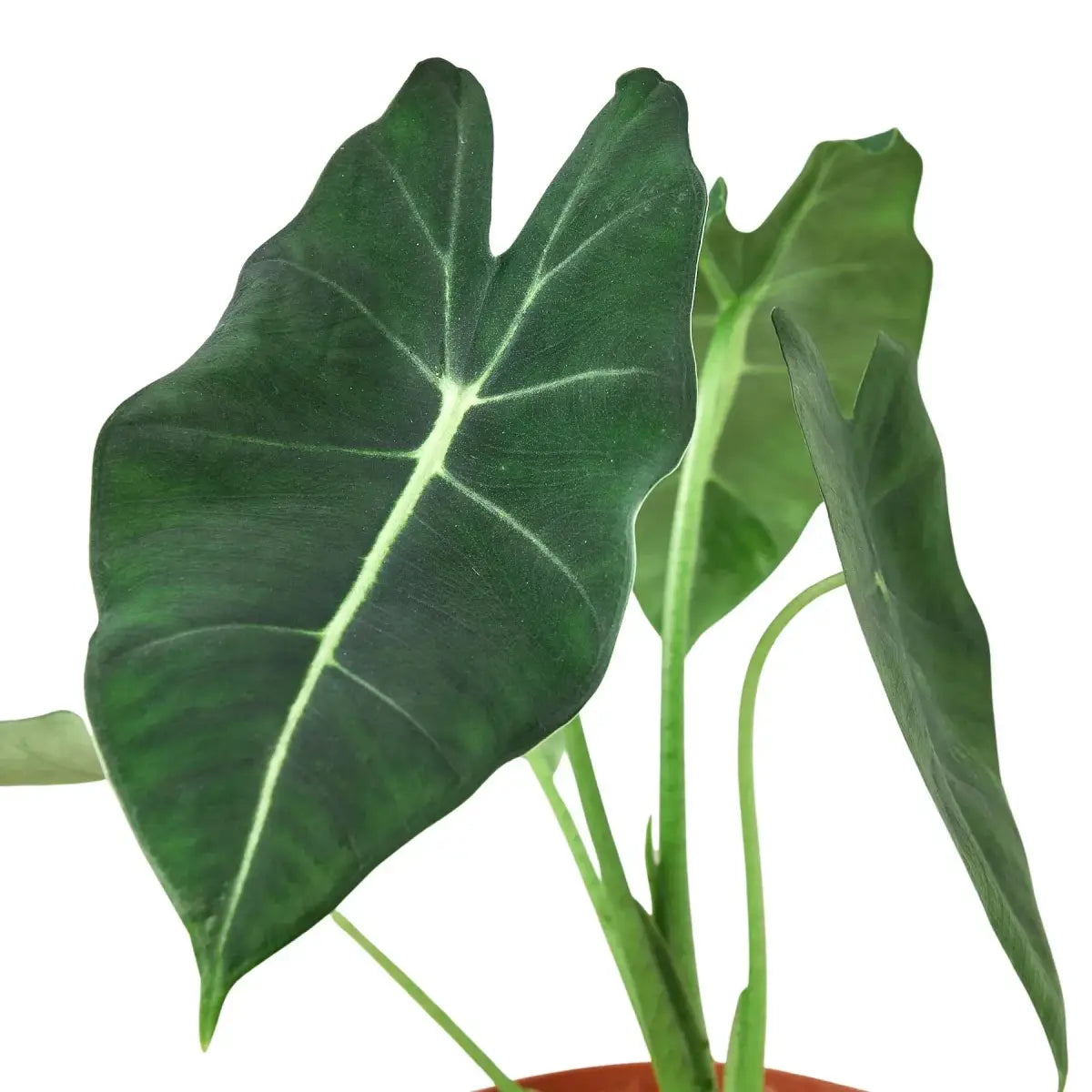 Alocasia Plant - Micholitziana ’Frydek’ - 3’’ Pot - House Plant Shop