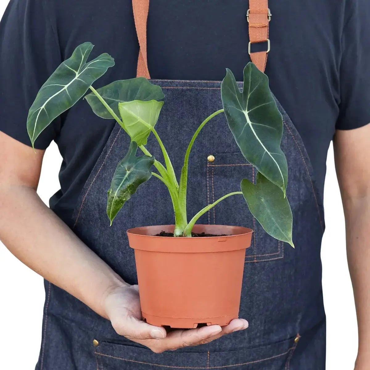 Alocasia Plant - Micholitziana ’Frydek’ - House Plant Shop