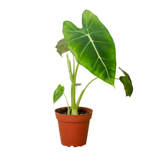 Alocasia Plant - Micholitziana ’Frydek’ - House Plant Shop