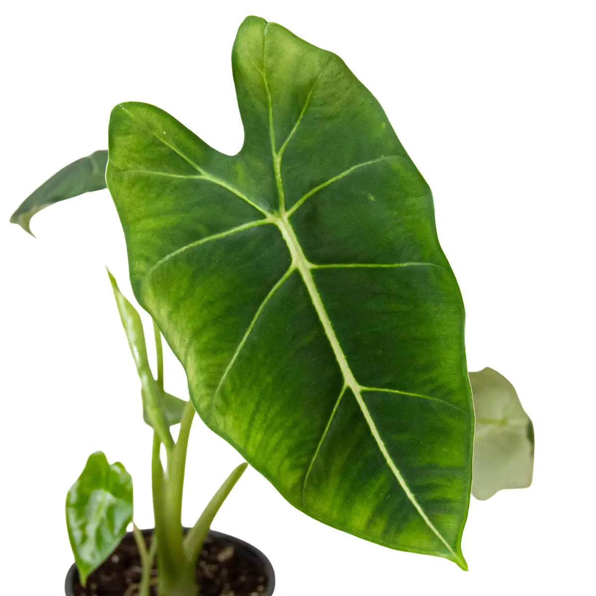 Alocasia Plant - Micholitziana ’Frydek’ - House Plant Shop