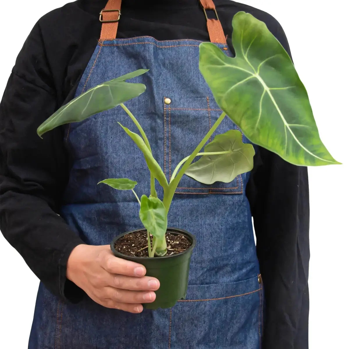 Alocasia Plant - Micholitziana ’Frydek’ - House Plant Shop