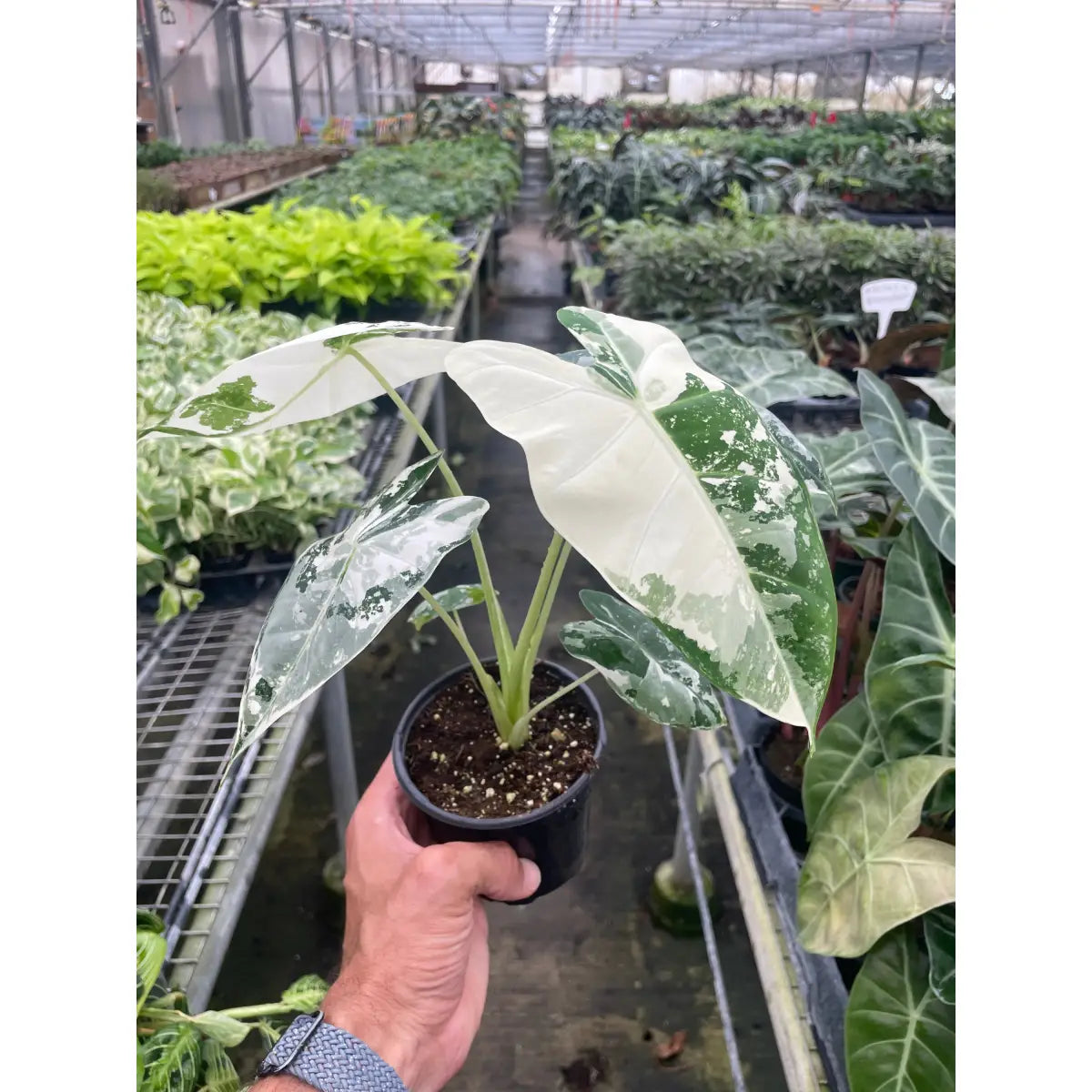 Alocasia Micholitziana ’Frydek’ Variegated - 4’’ Pot - House Plant Shop