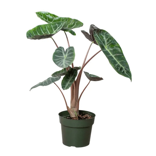 Alocasia Plant - Pink Dragon - 6’’ Pot - House Plant Shop