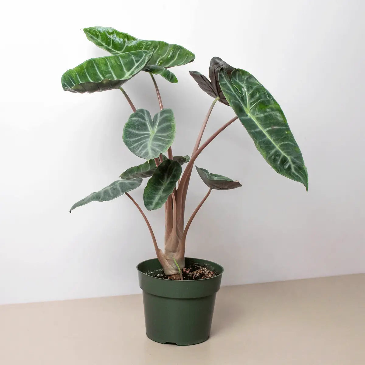 Alocasia Plant - Pink Dragon - House Plant Shop
