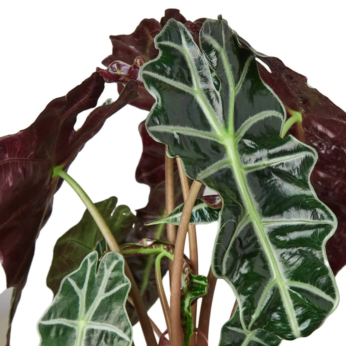 Alocasia Polly Plant - ’African Mask’ - 2’’ Pot - House Plant Shop
