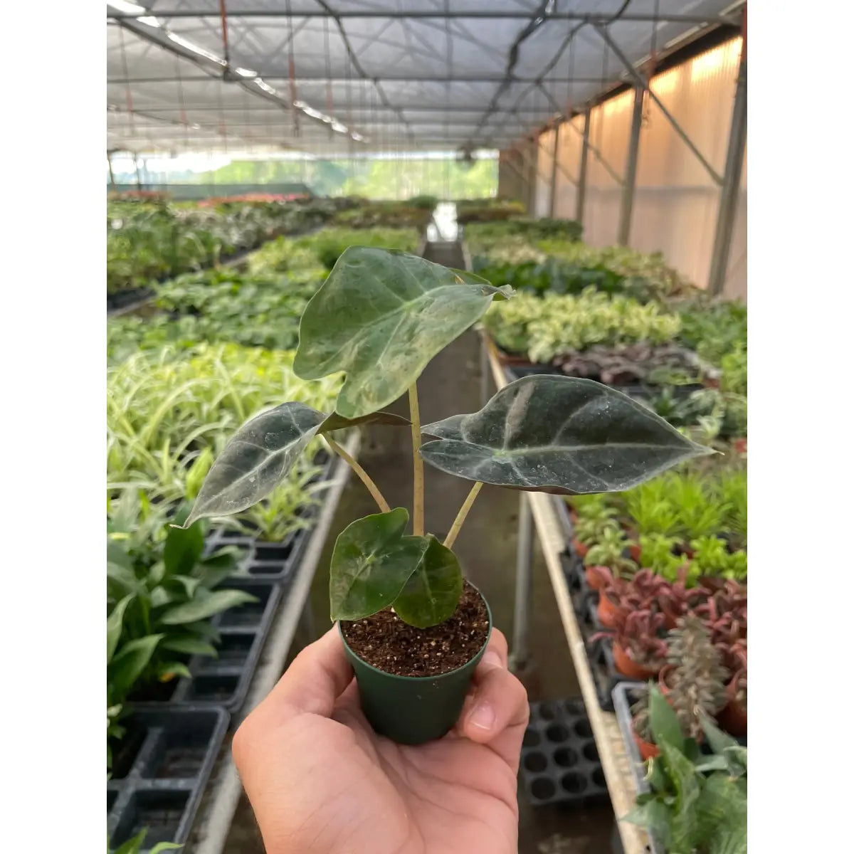 Alocasia Polly Plant - ’African Mask’ - House Plant Shop