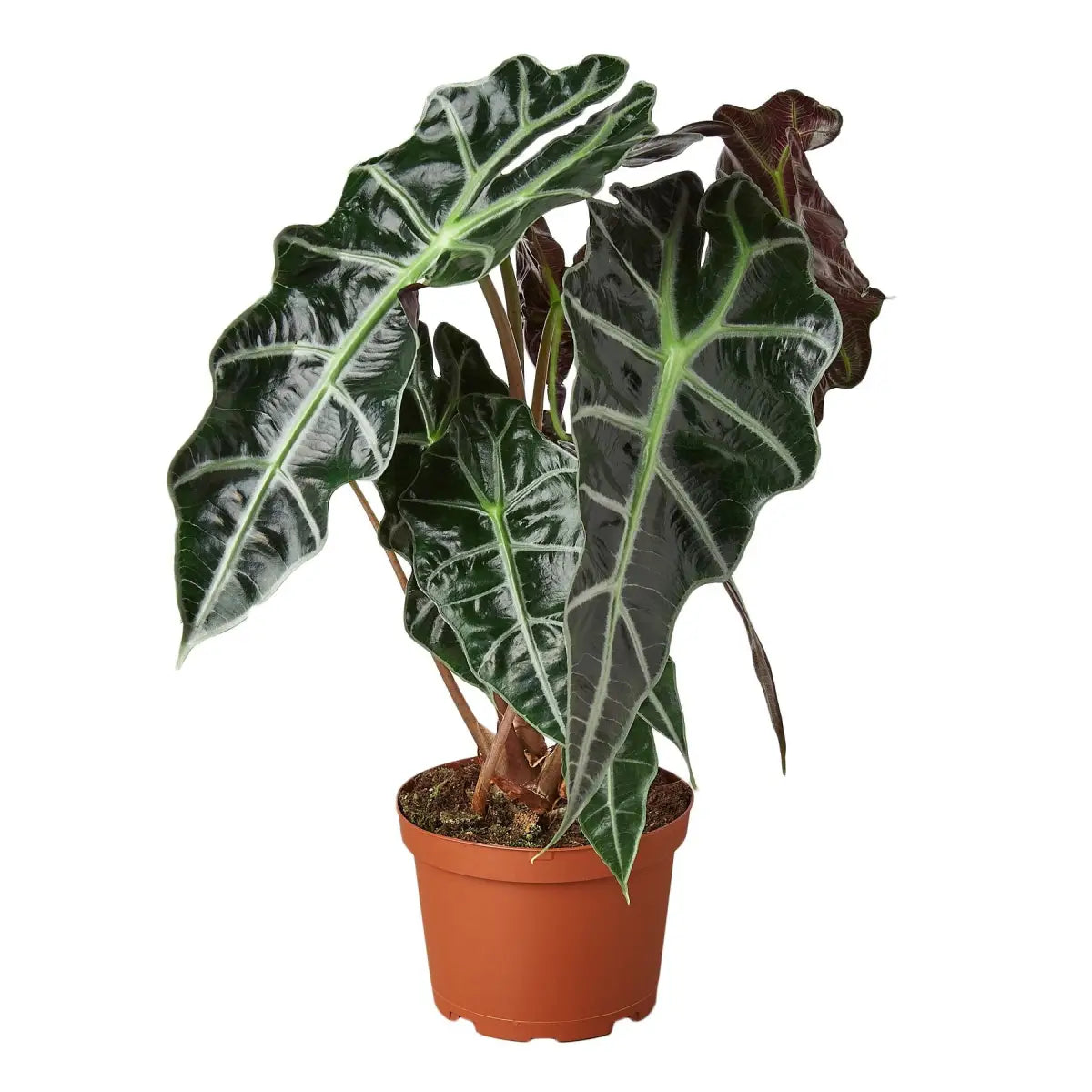 Alocasia Polly Plant - ’African Mask’ - House Plant Shop