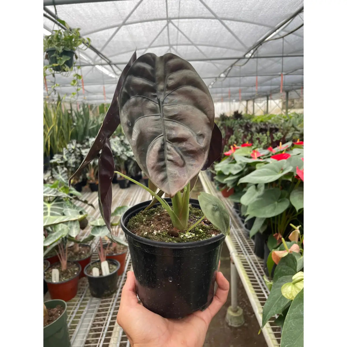 Alocasia Plant - ’Red Secret’ - House Plant Shop