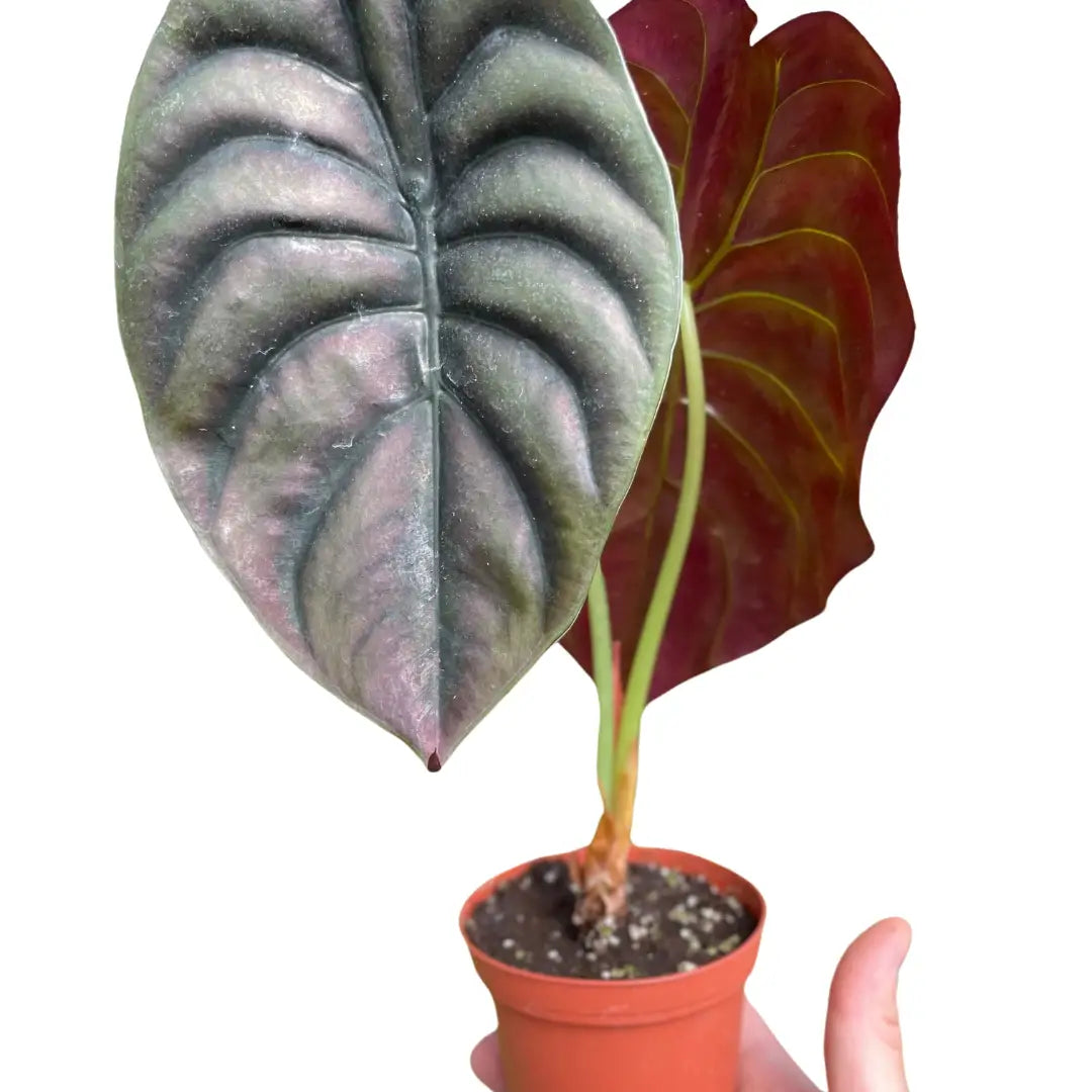 Alocasia Plant - ’Red Secret’ - 4’’ Pot - House Plant Shop