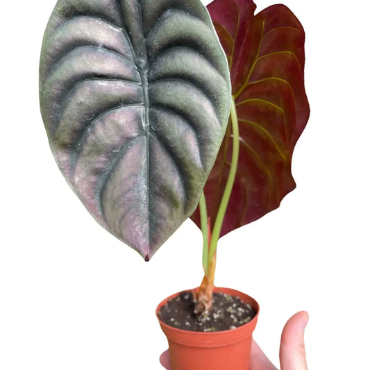 Alocasia Plant - ’Red Secret’ - 4’’ Pot - House Plant Shop