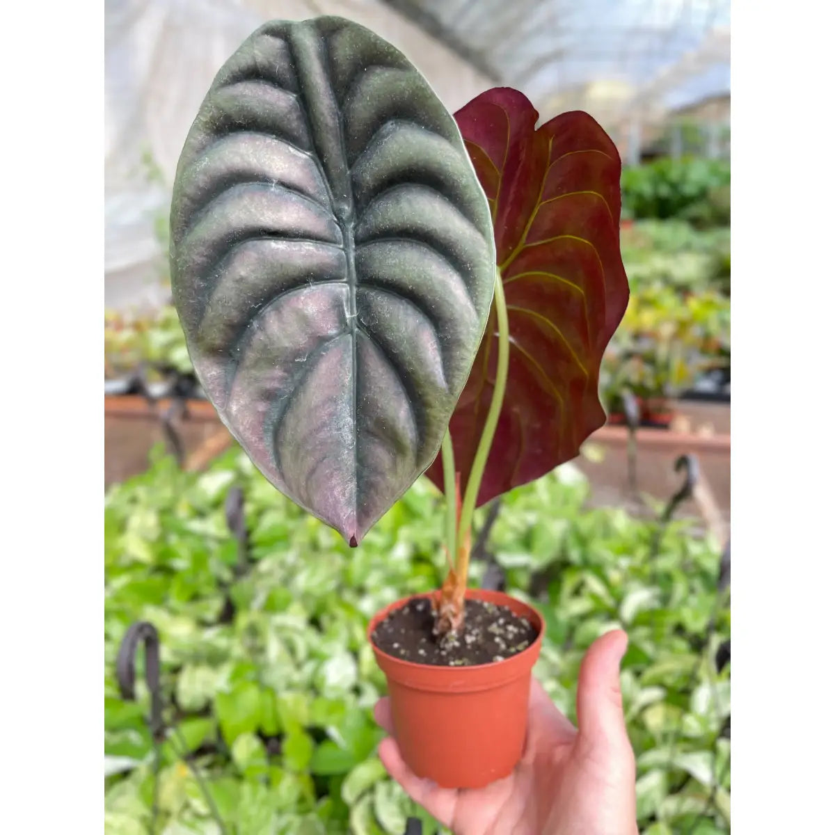 Alocasia Plant - ’Red Secret’ - House Plant Shop