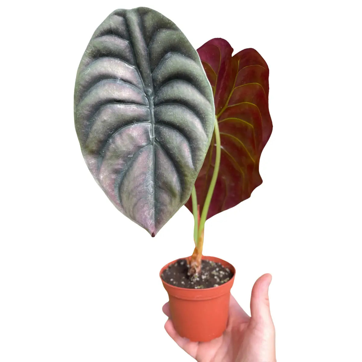 Alocasia Plant - ’Red Secret’ - House Plant Shop