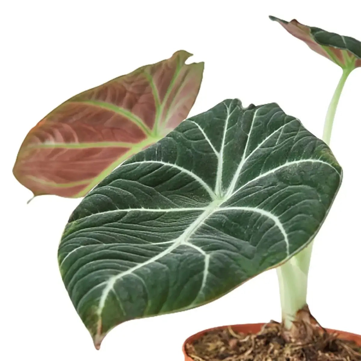 Alocasia Reginula ’Black Velvet’ Plant - 4’’ Pot - House Plant Shop