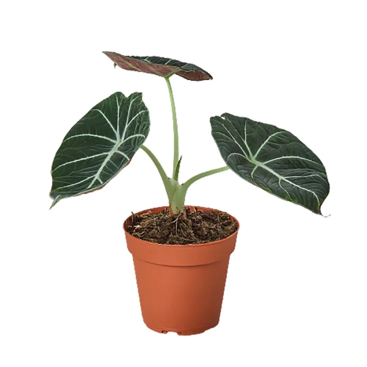 Alocasia Reginula ’Black Velvet’ Plant - House Plant Shop