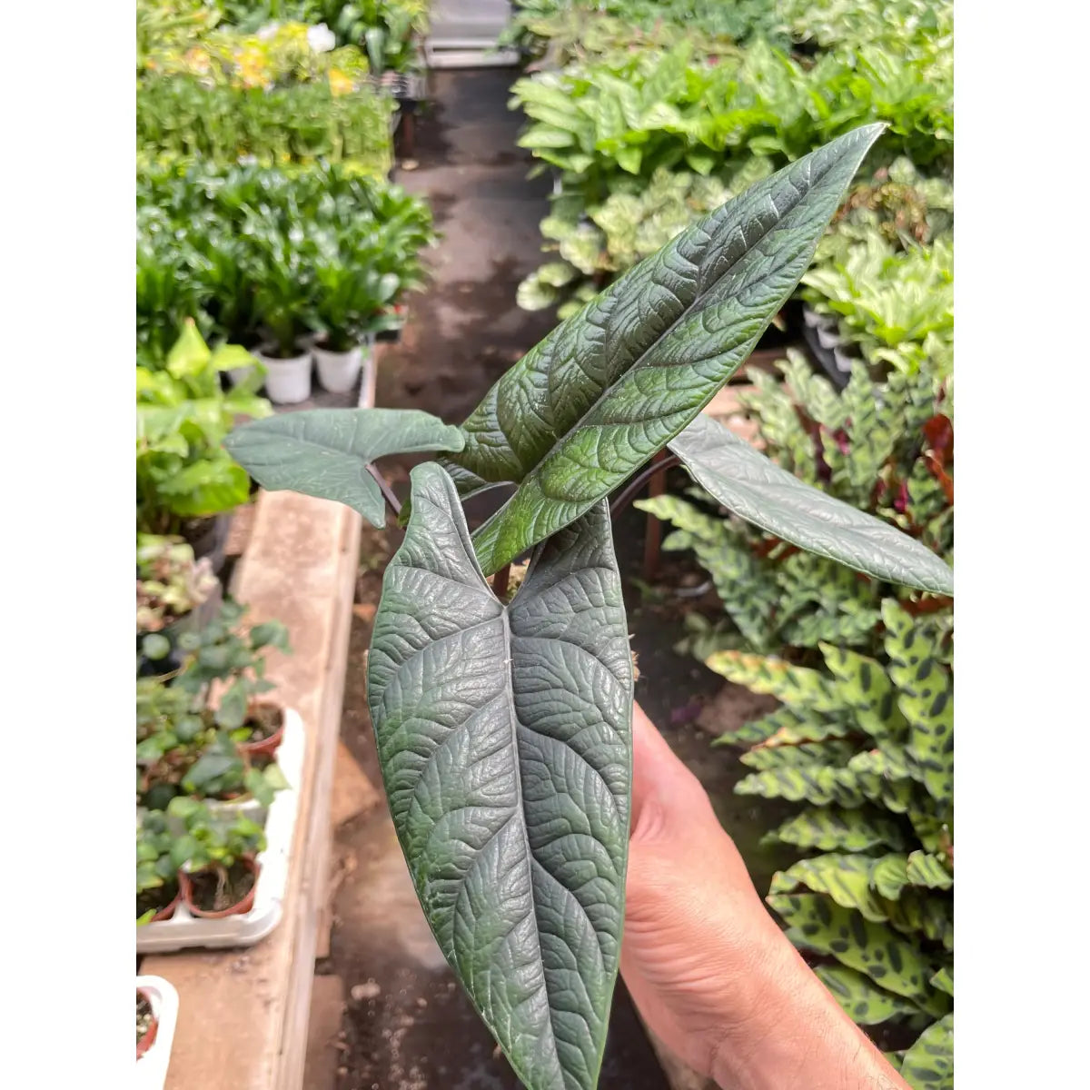 Alocasia ’Scalprum’ - House Plant Shop
