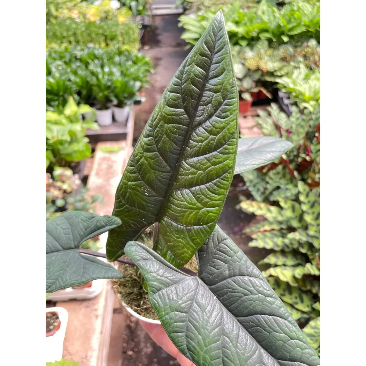 Alocasia ’Scalprum’ - House Plant Shop