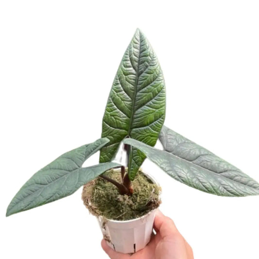 Alocasia ’Scalprum’ - House Plant Shop