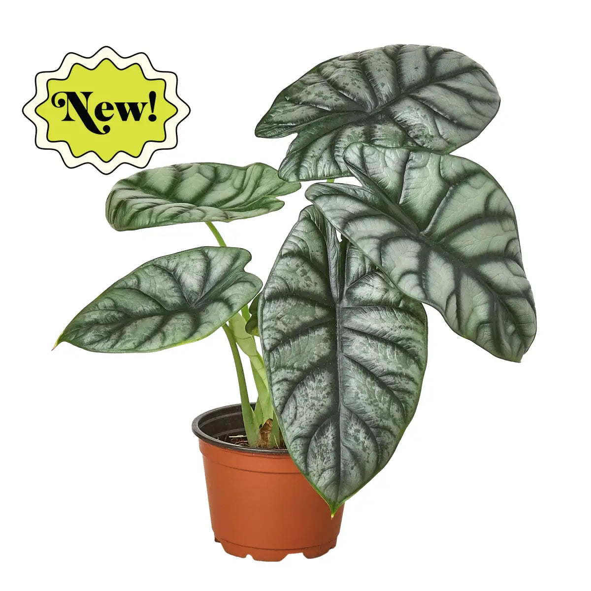 Alocasia Plant - Silver Dragon - House Plant Shop