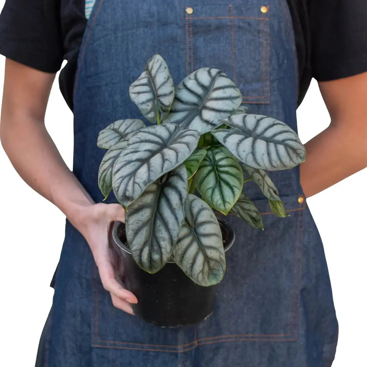 Alocasia Plant - Silver Dragon - House Plant Shop