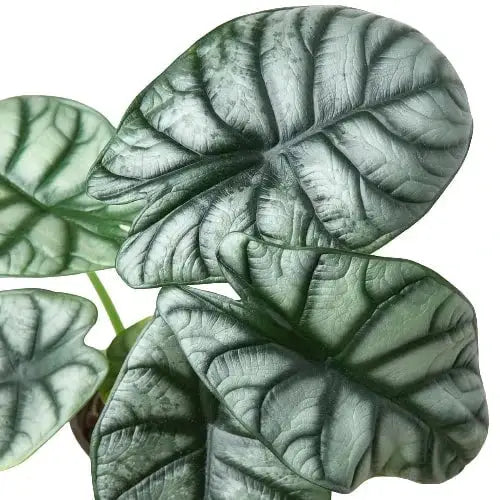 Alocasia Plant - Silver Dragon - 4’’ Pot - House Plant Shop