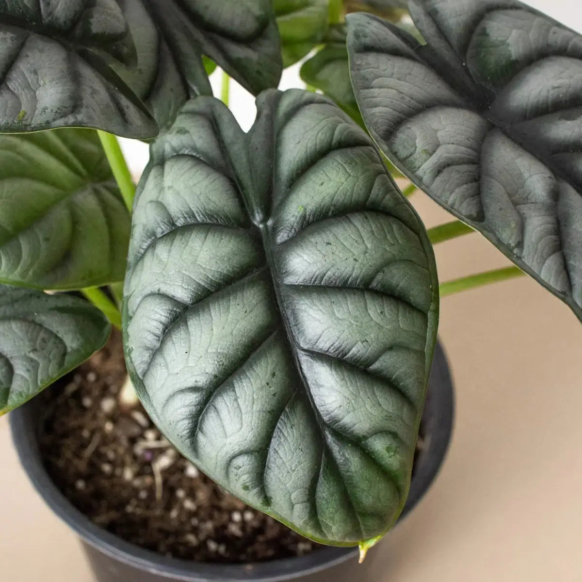 Alocasia Plant - Silver Dragon - House Plant Shop